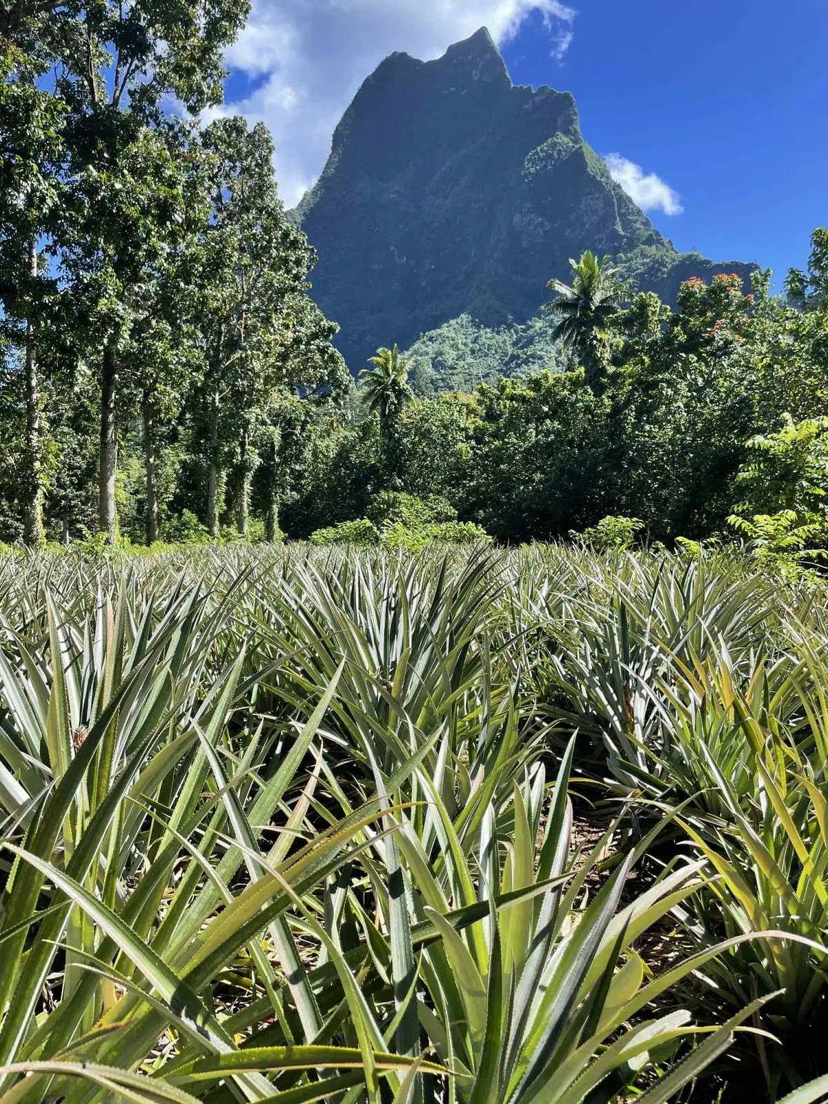 Aventure en quad à Moorea